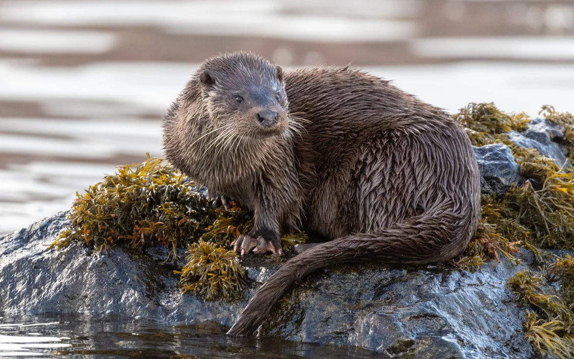 Close-up view of an Otter (Lutra lutra) on a rock on the coast of Mull, Scotland