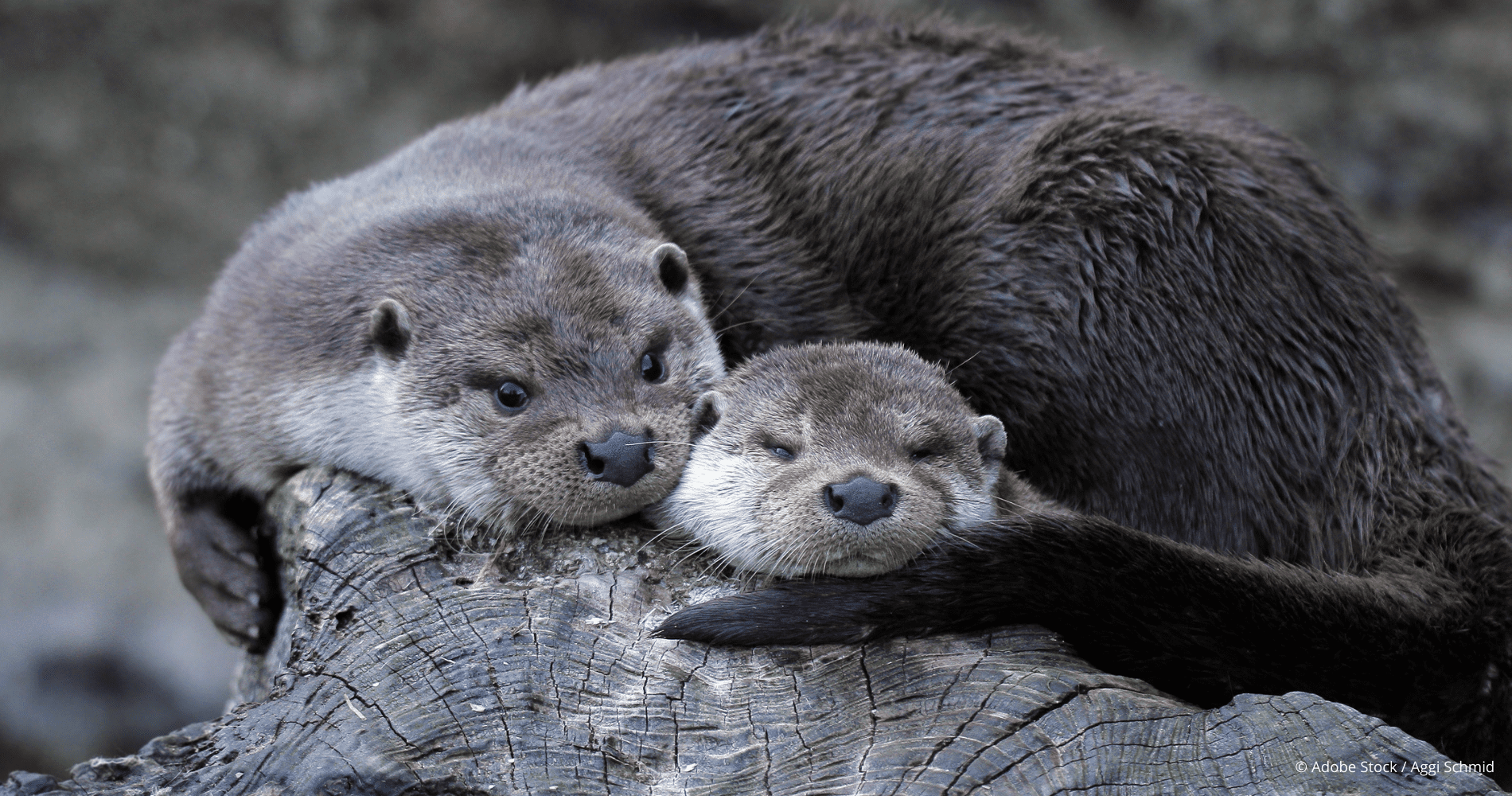 Schützen statt Schießen! Rettet den Otter! Schützen statt Schießen! Rettet den Otter!