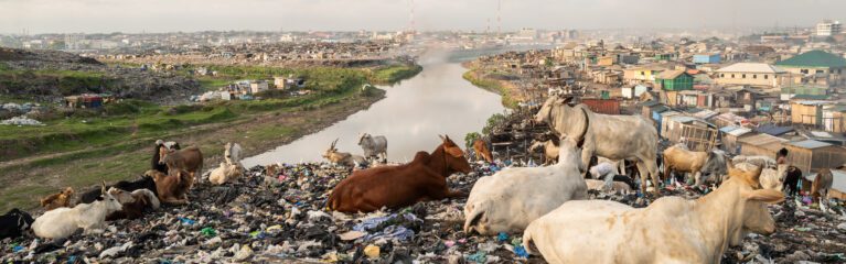 Kühe liegen auf aus Europa exportiertem Textilmüll, der sich zu Bergen stapelt.