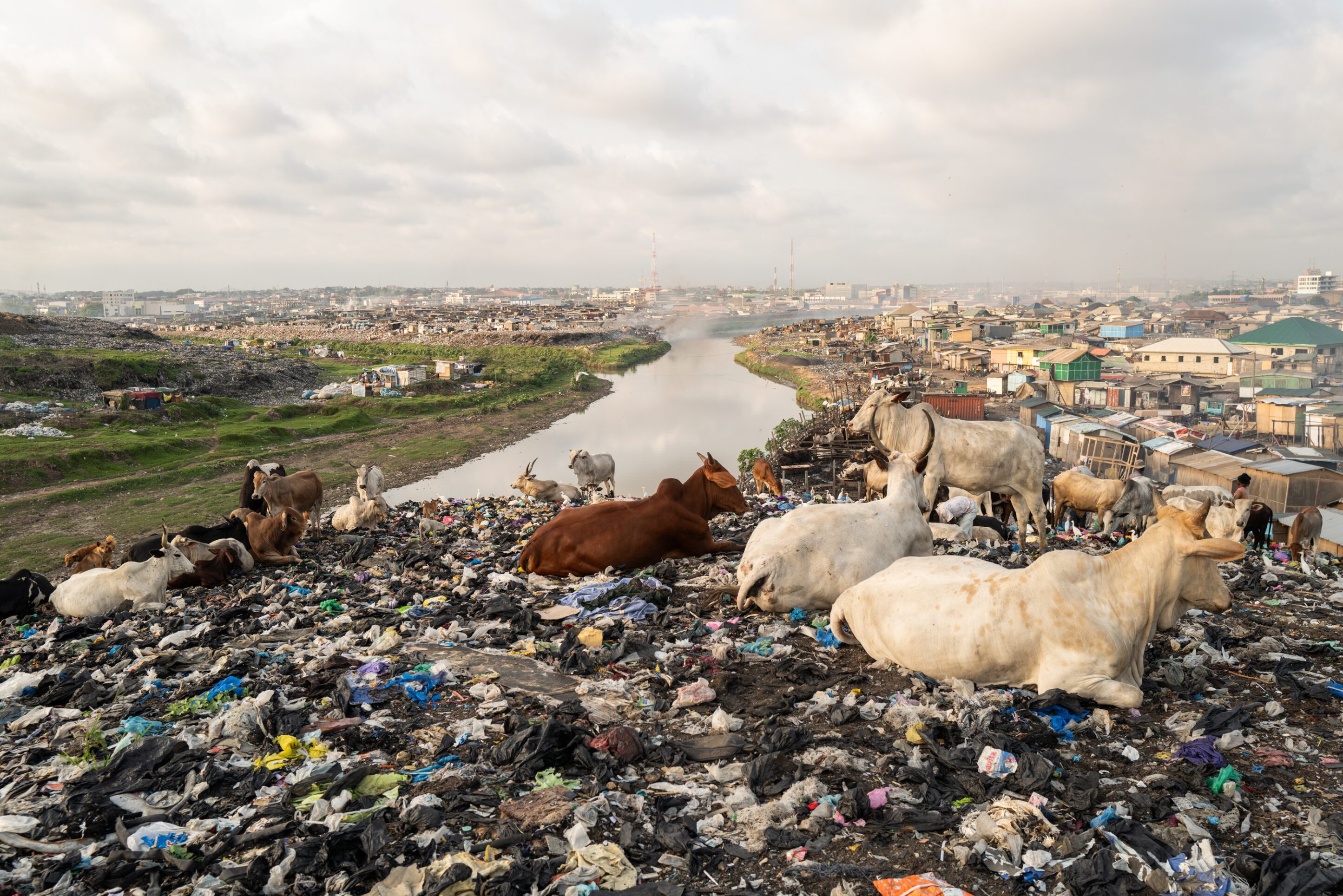 Kühe liegen auf aus Europa exportiertem Textilmüll, der sich zu Bergen stapelt.